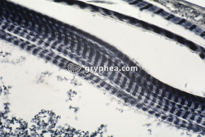 Muscle stries géantes larve de Chironome CL x200 - gryphea.com